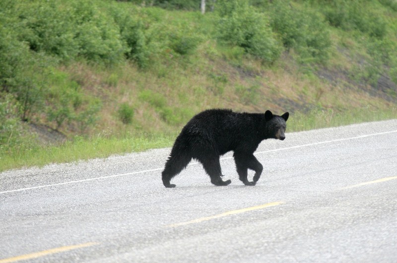 Along the Alaska Highway