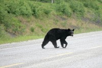 Along the Alaska Highway