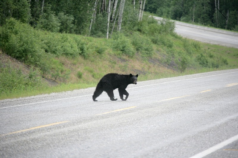 Along the Alaska Highway