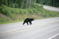 Along the Alaska Highway