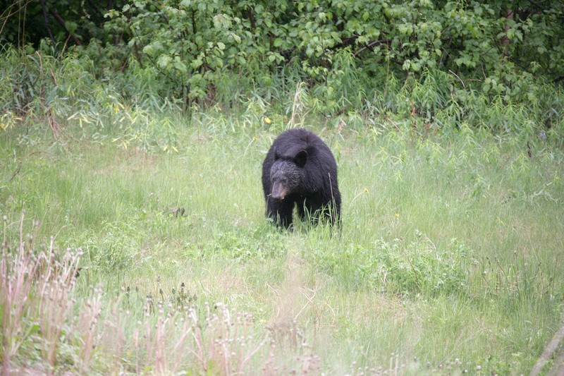 Along the Alaska Highway