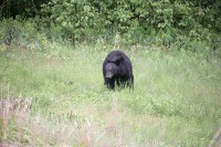 Along the Alaska Highway