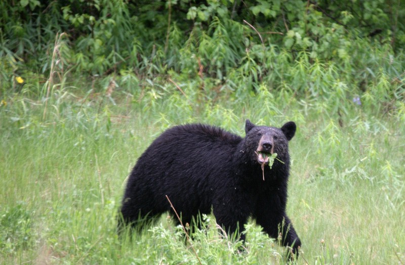 Along the Alaska Highway
