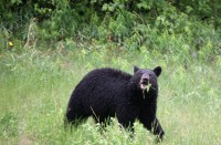 Along the Alaska Highway