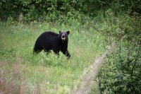 Along the Alaska Highway