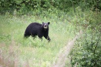 Along the Alaska Highway
