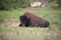 These guys were in about the same area as I ran across some on the way up.