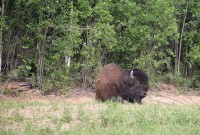 These guys were in about the same area as I ran across some on the way up.