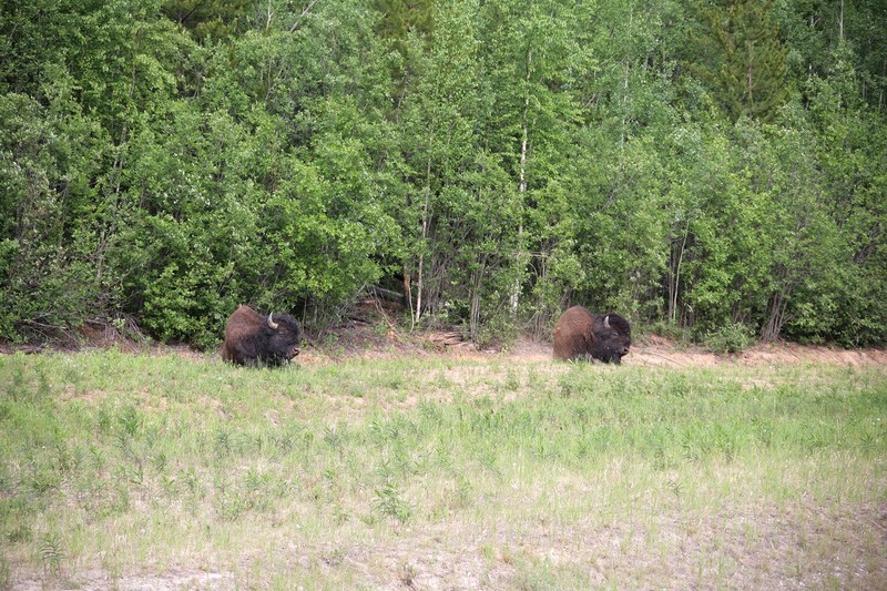 These guys were in about the same area as I ran across some on the way up.