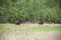 These guys were in about the same area as I ran across some on the way up.