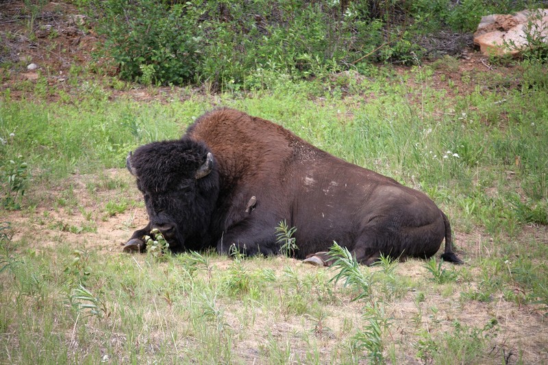 Along the Alaska Highway