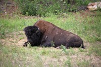 Along the Alaska Highway
