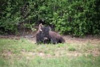 These guys were in about the same area as I ran across some on the way up.