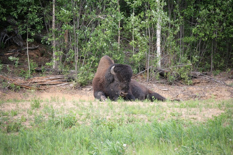These guys were in about the same area as I ran across some on the way up.