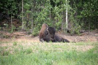 These guys were in about the same area as I ran across some on the way up.