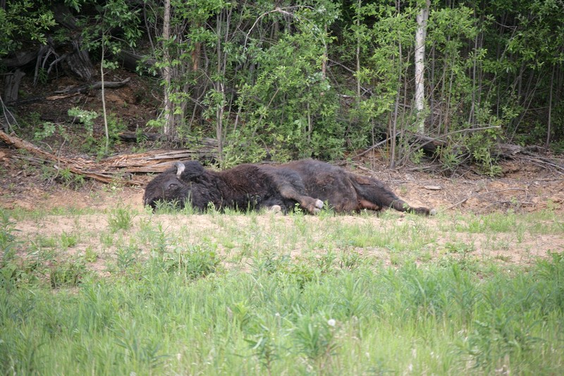 These guys were in about the same area as I ran across some on the way up.