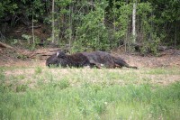 These guys were in about the same area as I ran across some on the way up.
