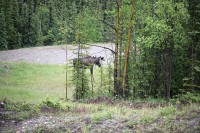 This moose was just meandering around