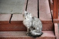 This little guy stayed at my front door most of the night