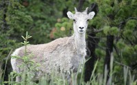 This smaller femaile was hanging closely to the other and was very timid