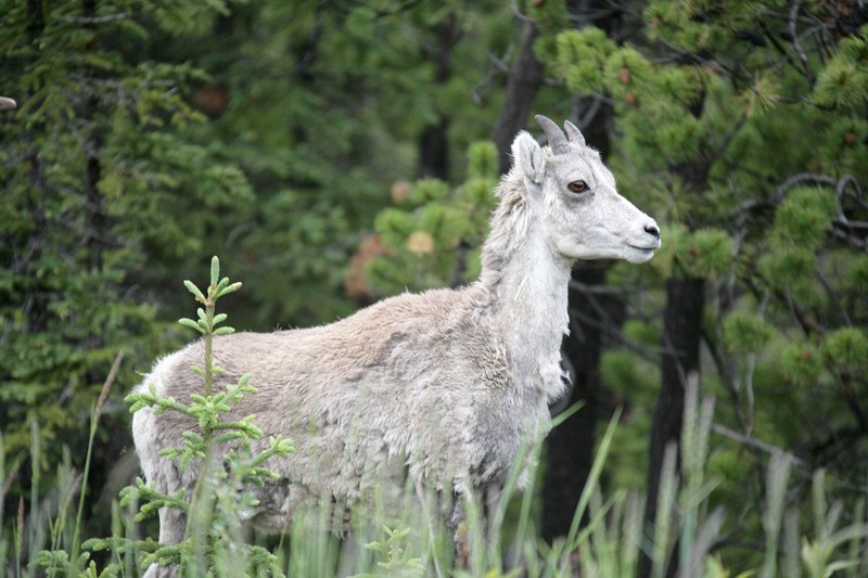 This smaller femaile was hanging closely to the other and was very timid