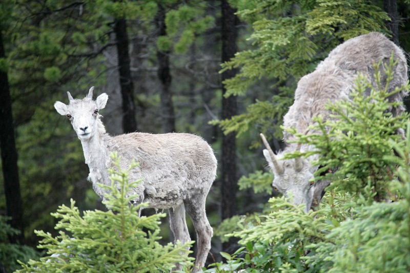 This smaller femaile was hanging closely to the other and was very timid