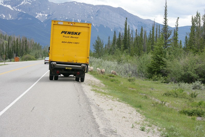 A heard of goats pretty much dominated the roadway into Jasper.