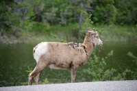 A heard of goats pretty much dominated the roadway into Jasper.