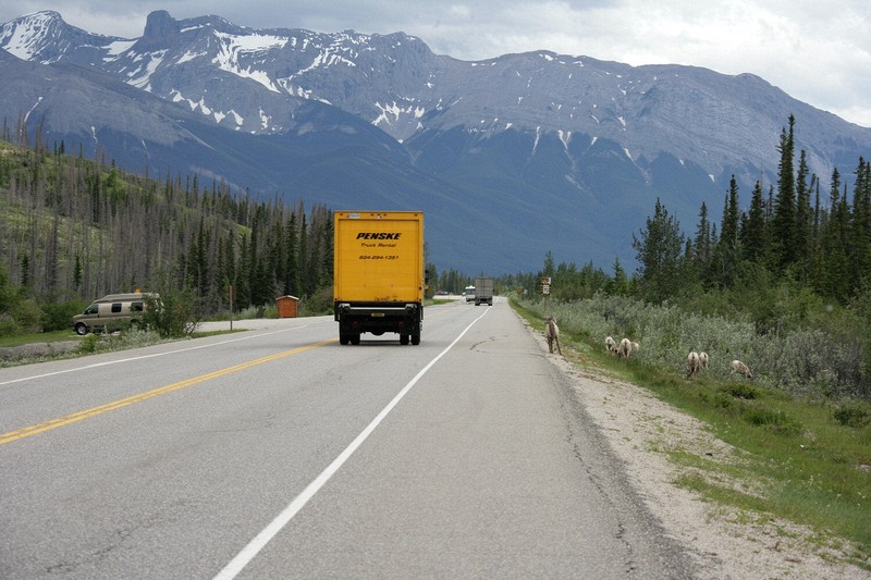 A heard of goats pretty much dominated the roadway into Jasper.