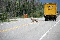 A heard of goats pretty much dominated the roadway into Jasper.