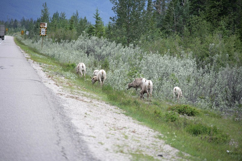 A heard of goats pretty much dominated the roadway into Jasper.