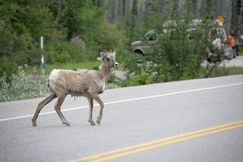 A heard of goats pretty much dominated the roadway into Jasper.