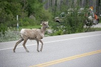 A heard of goats pretty much dominated the roadway into Jasper.