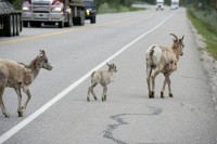 A heard of goats pretty much dominated the roadway into Jasper.