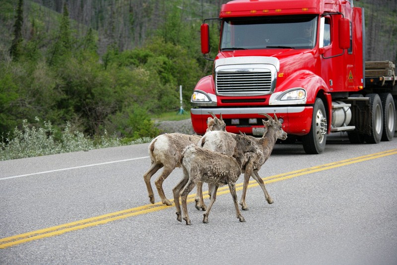 A heard of goats pretty much dominated the roadway into Jasper.