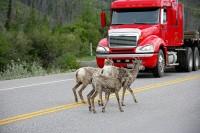 A heard of goats pretty much dominated the roadway into Jasper.