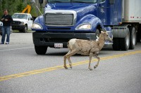 A heard of goats pretty much dominated the roadway into Jasper.