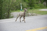A heard of goats pretty much dominated the roadway into Jasper.