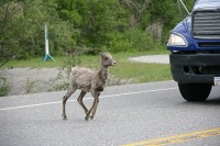 A heard of goats pretty much dominated the roadway into Jasper.
