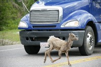 A heard of goats pretty much dominated the roadway into Jasper.