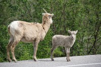 A heard of goats pretty much dominated the roadway into Jasper.