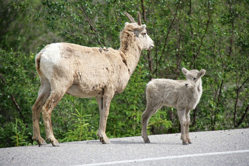 A heard of goats pretty much dominated the roadway into Jasper.