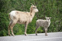 A heard of goats pretty much dominated the roadway into Jasper.