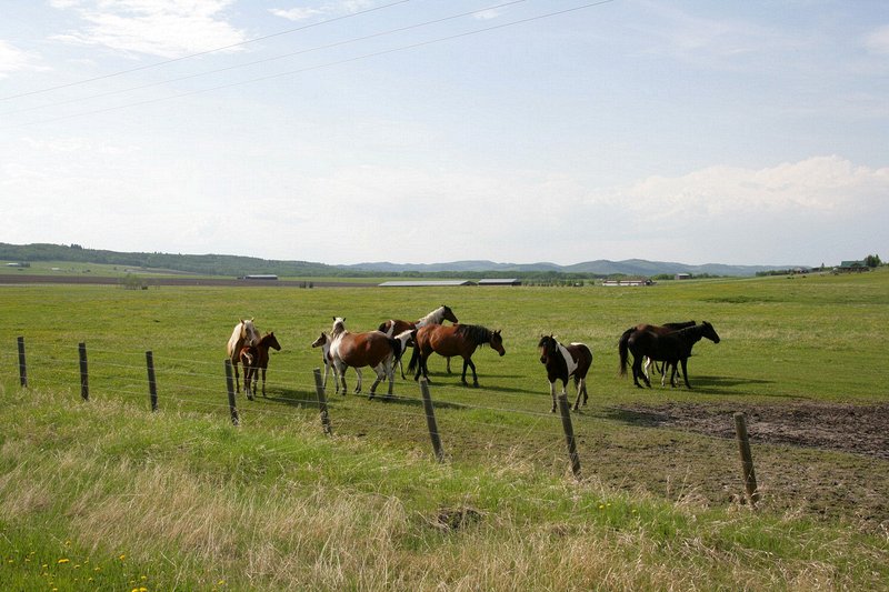 In getting off the main road to a more rural route, I stopped right beside this group of horses