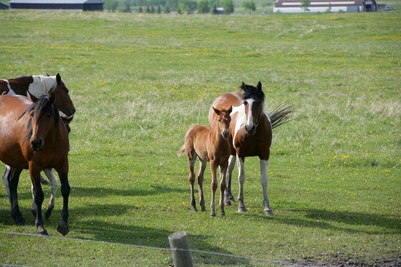 It didn't take long for this pair to become interested in me.  Thoughout the trip animals seemed to notice me on the bike more than they did other vehicles.