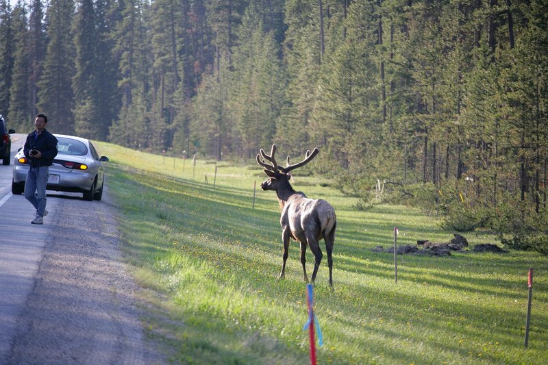 This animal was really disturbed by the people who kept getting ever closer for photographs.  People will stop in the middle of the highways in Canada, whenever there is a wild animal.  The photographers are much more dangerous than the animal.  The beauty of traveling by motorcycle is that I have a very small profile and can pull to the side of the road and take pictures without ever leaving the bike.  All of the following photographs are backlit by the late day sun