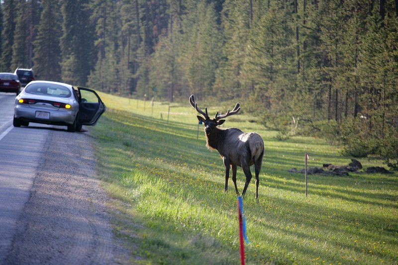 Then she was curious what was going on behind her.  While she appears to be looking at me, I think she was interested in the 18-wheeler behind me.