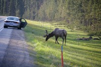 Eventually she went back to grazing