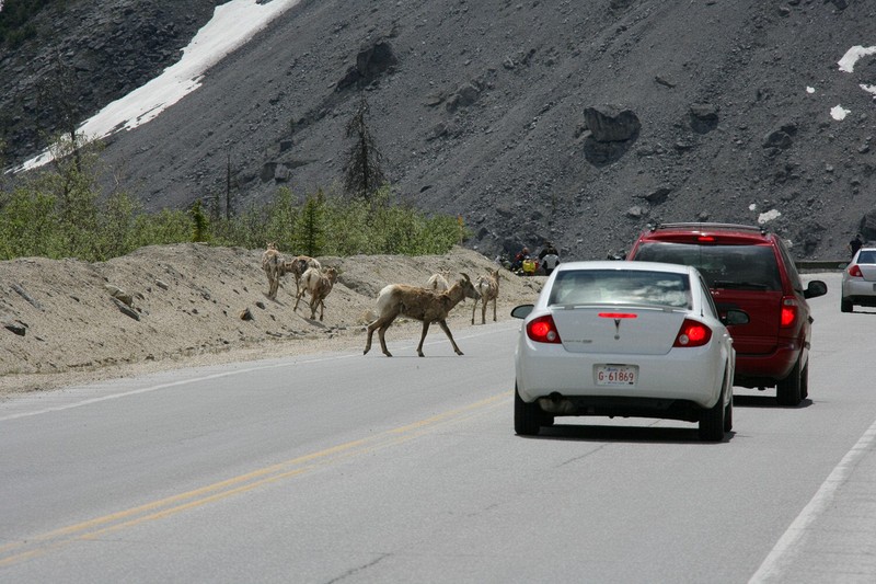Once again a herd of sheep takes over the road