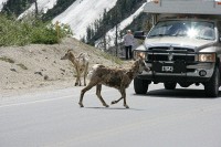 Once again a herd of sheep takes over the road